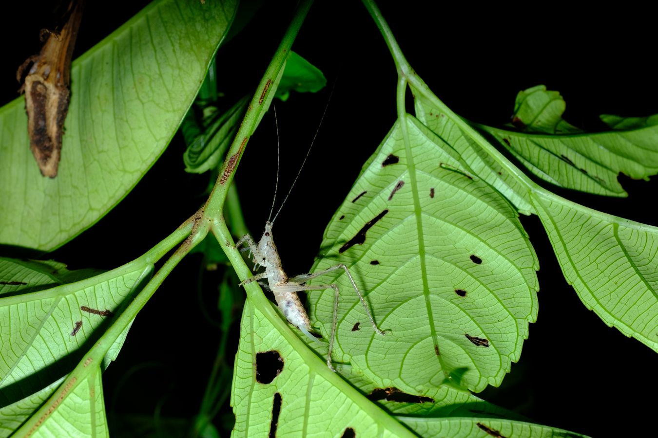 Unidentified Conehead Katydid