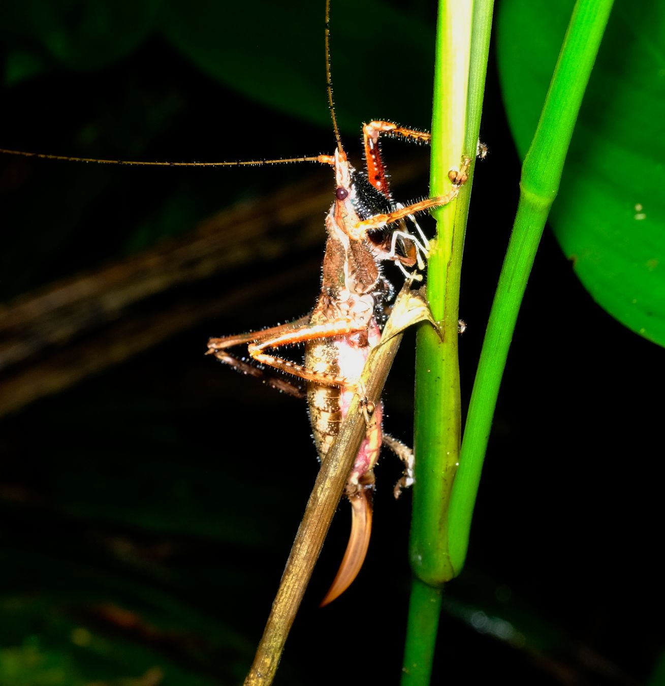 Unidentified Black-Face Conehead Katydid