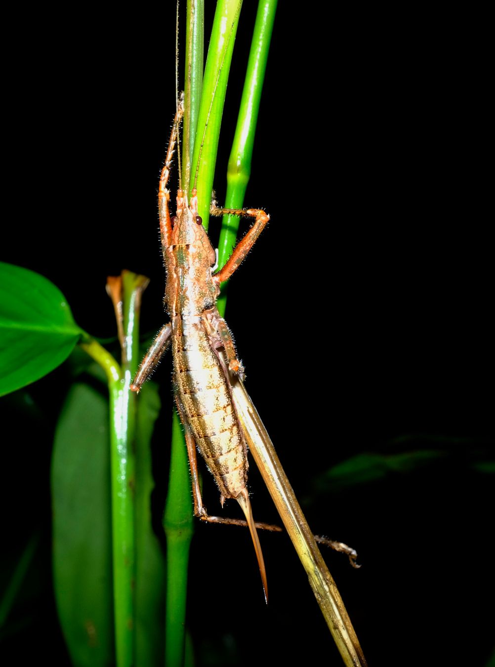 Unidentified Black-Faced Conehead Katydid