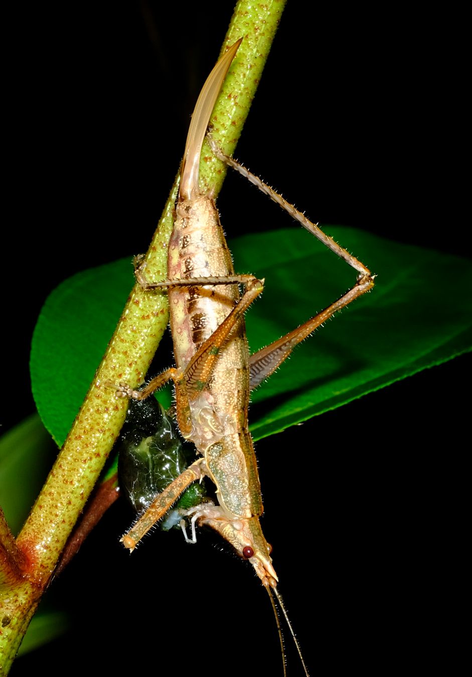 Unidentified Black-Faced Conehead Katydid Feeding