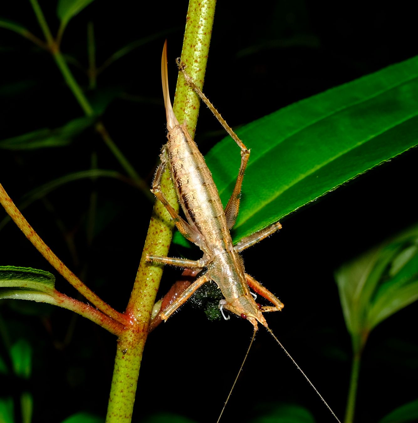 Unidentified Black-Faced Conehead Katydid Feeding