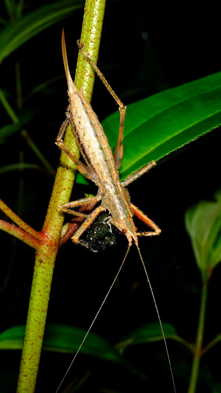 Unidentified Black-Faced Conehead Katydid Feeding