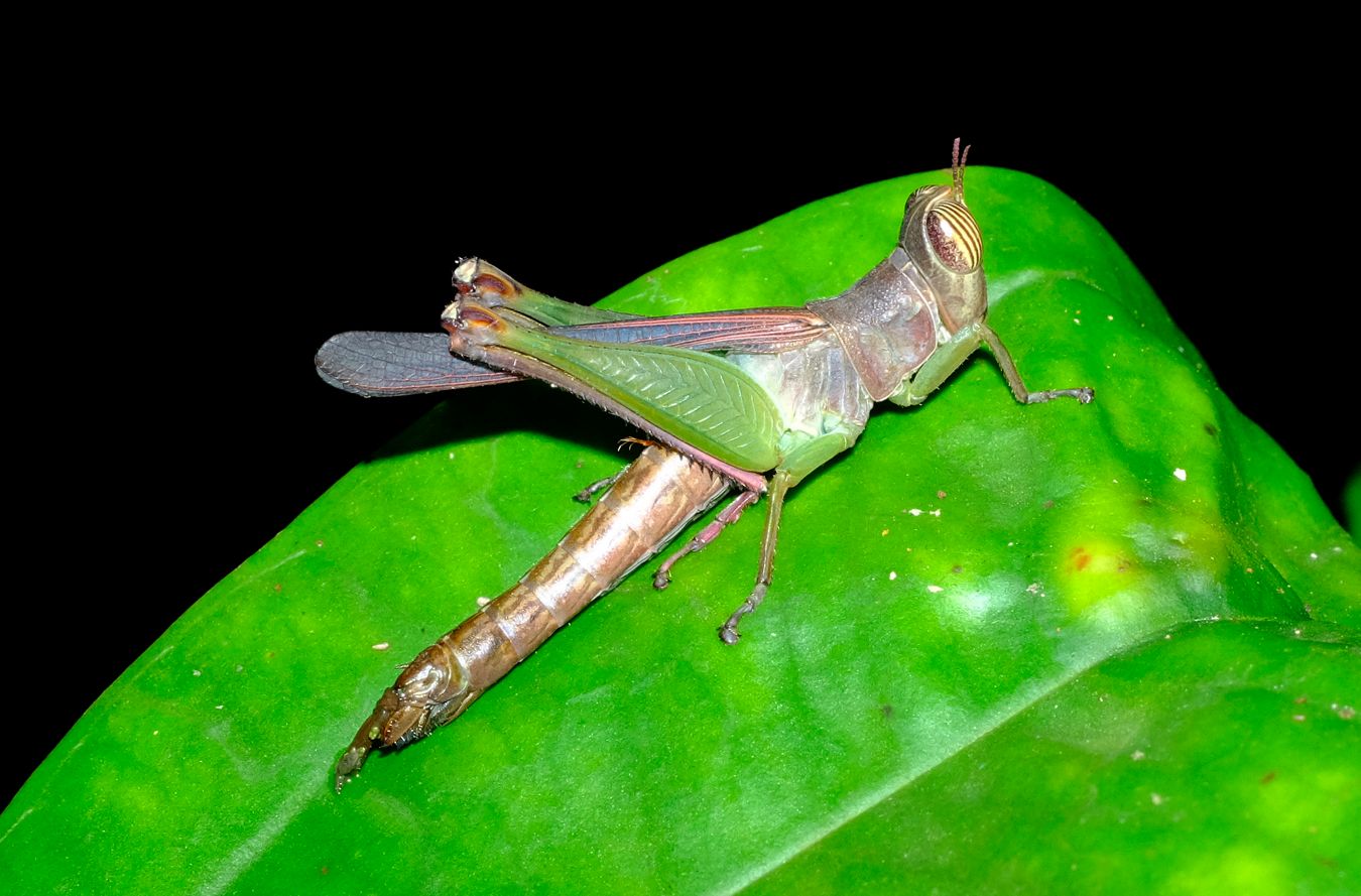 Unidentified Striped-Eyed Grasshopper