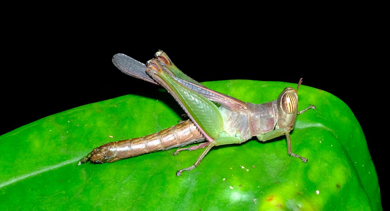 Unidentified Striped-Eyed Grasshopper