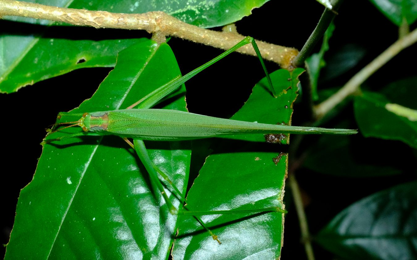 Leaf Katydid Phaneropterinae