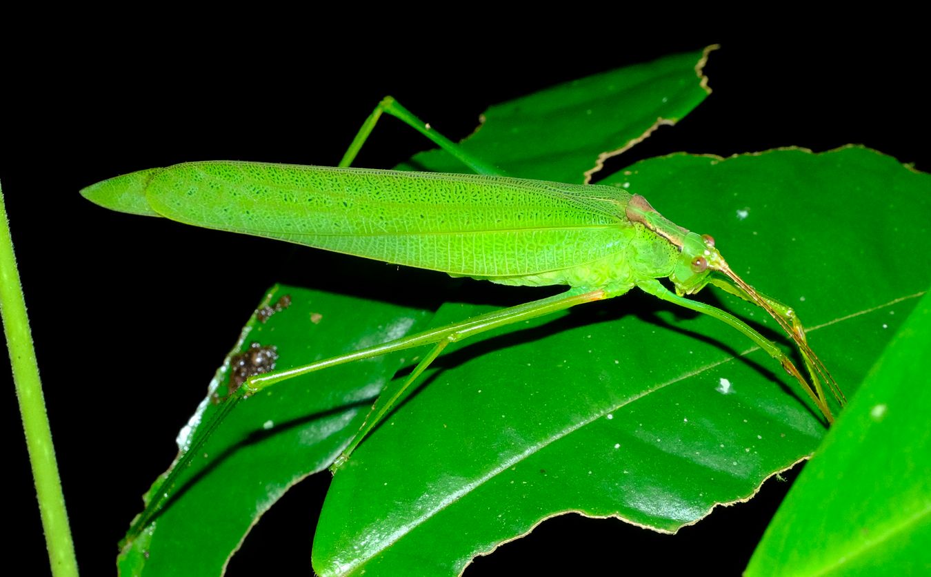 Leaf Katydid Phaneropterinae