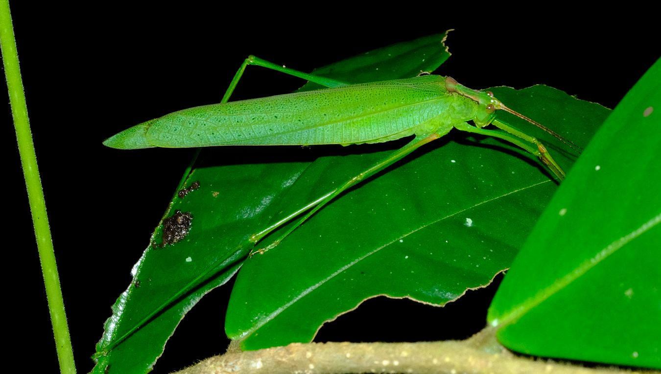 Leaf Katydid Phaneropterinae