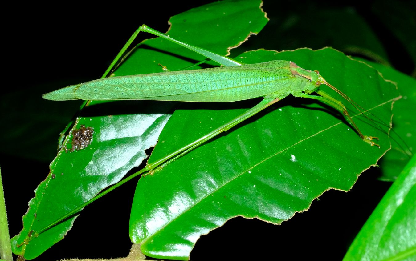 Leaf Katydid Phaneropterinae 