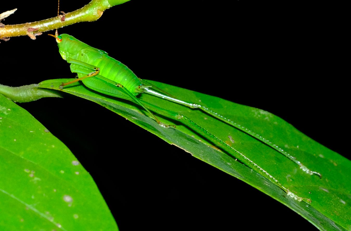 Unidentified Bush Cricket