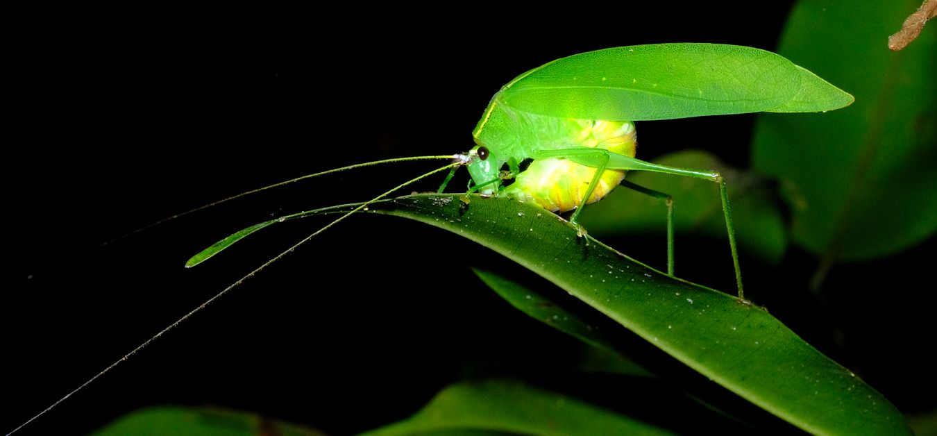 Leaf Katydid Phaneropterinae { maybe Liotrachela Hyalina }