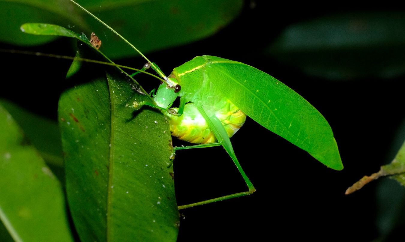 Leaf Katydid Phaneropterinae { maybe Liotrachela Hyalina }