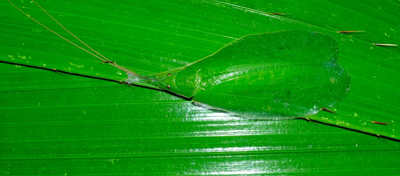 Phyllomimus Bush Cricket { Orthptera-Pseudophyllinae }