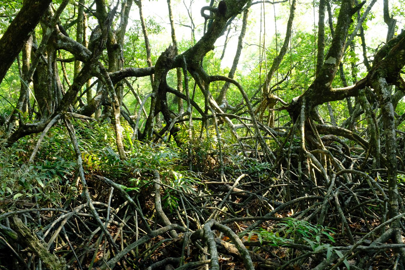 Peat Swamp Forest & Landscape