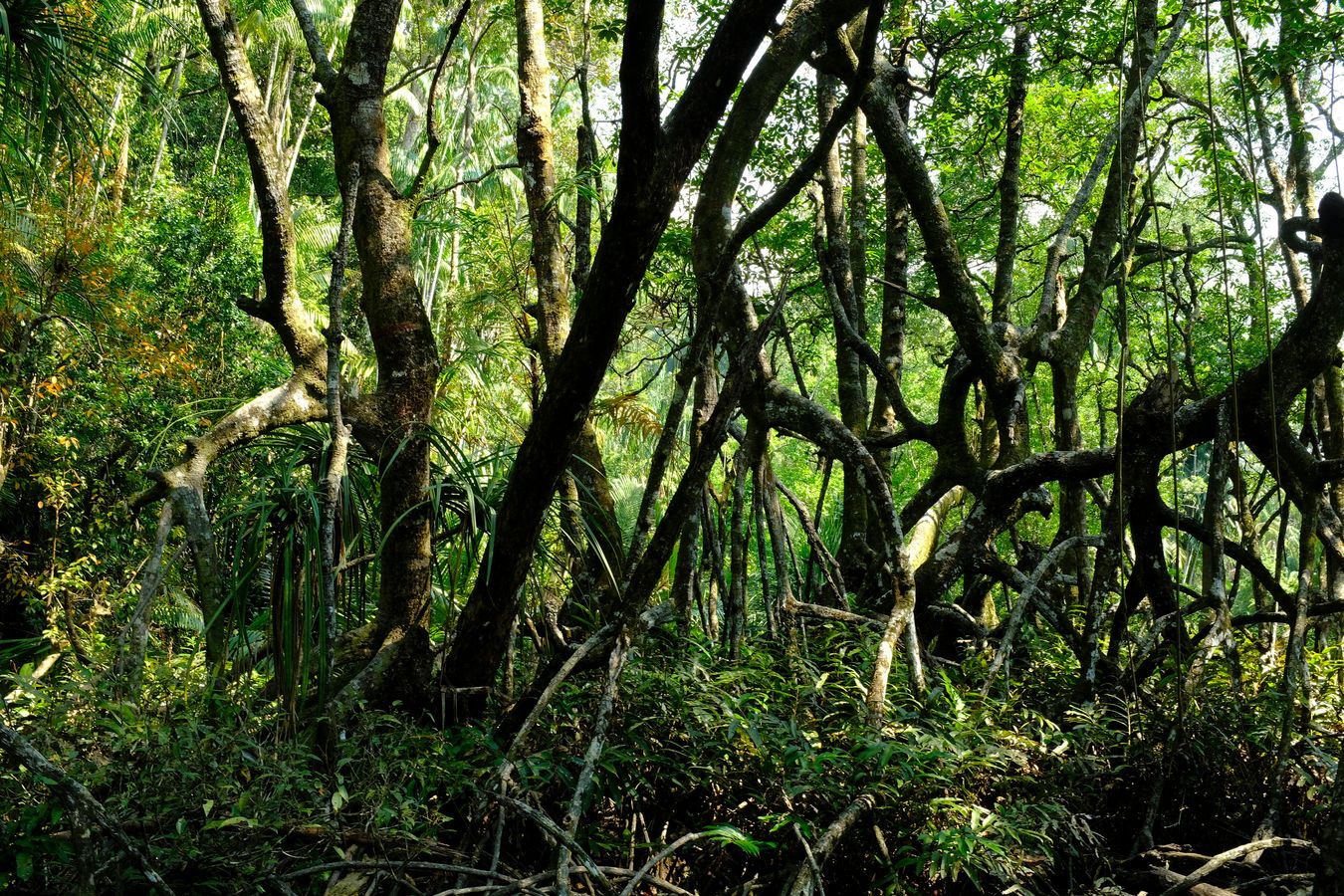 Peat Swamp Forest & Landscape