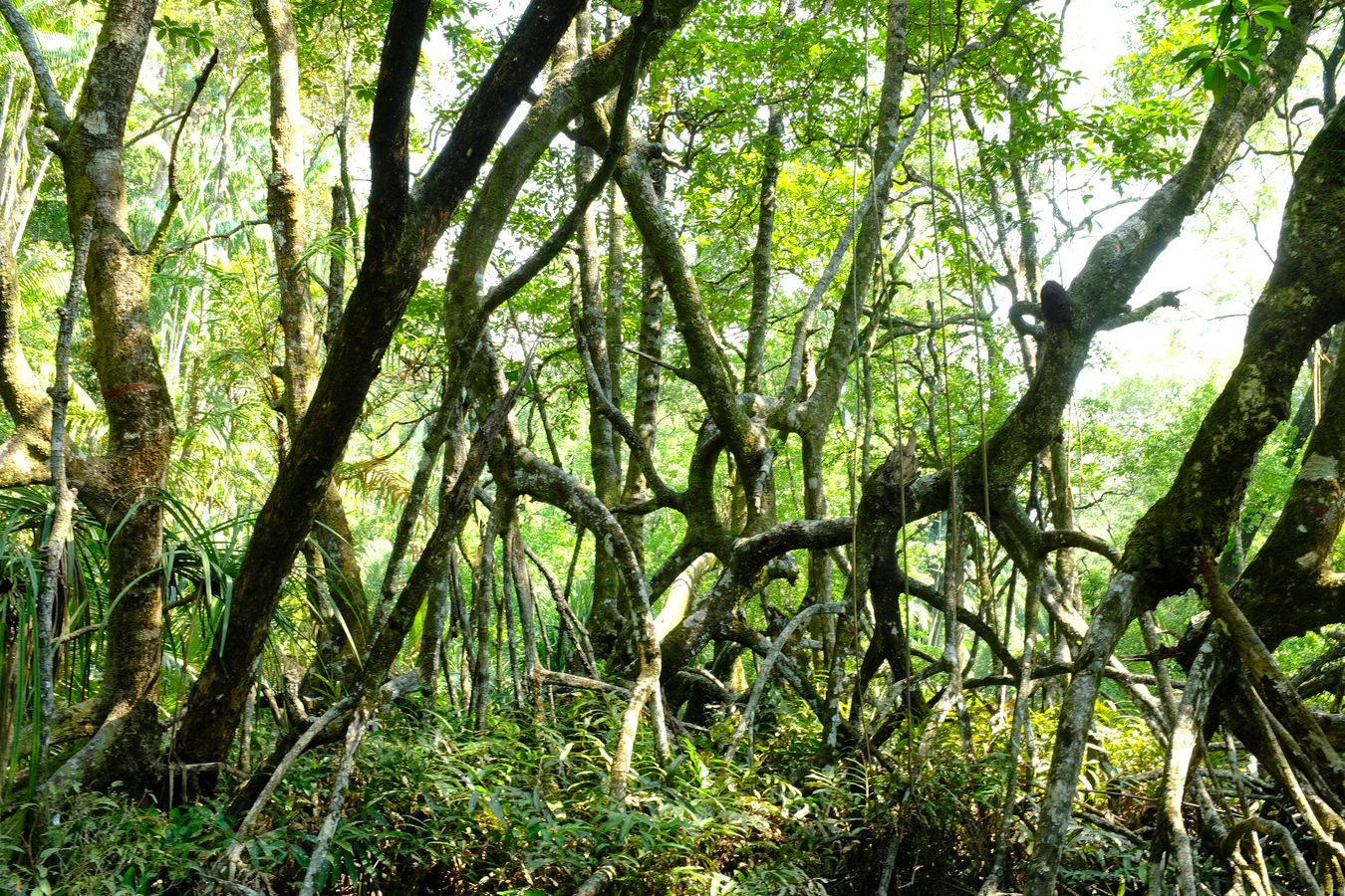 Peat Swamp Forest & Landscape