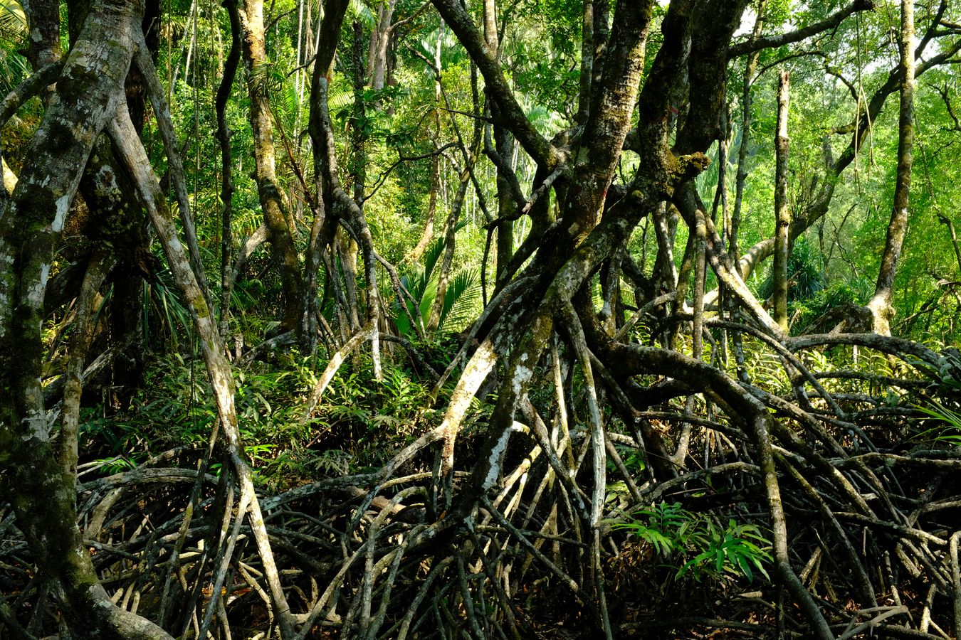 Peat Swamp Forest & Landscape 