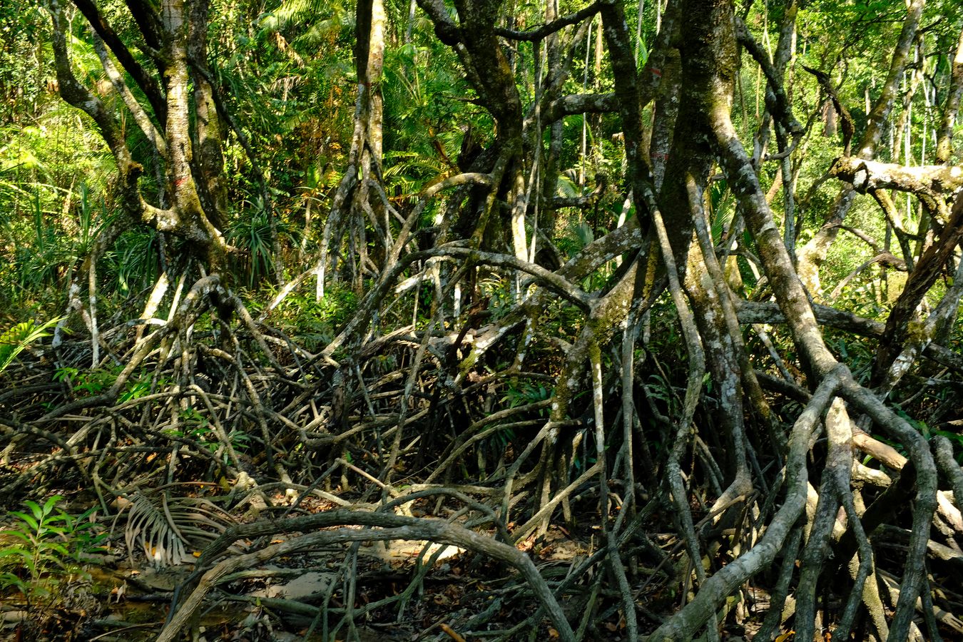 Peat Swamp Forest & Landscape