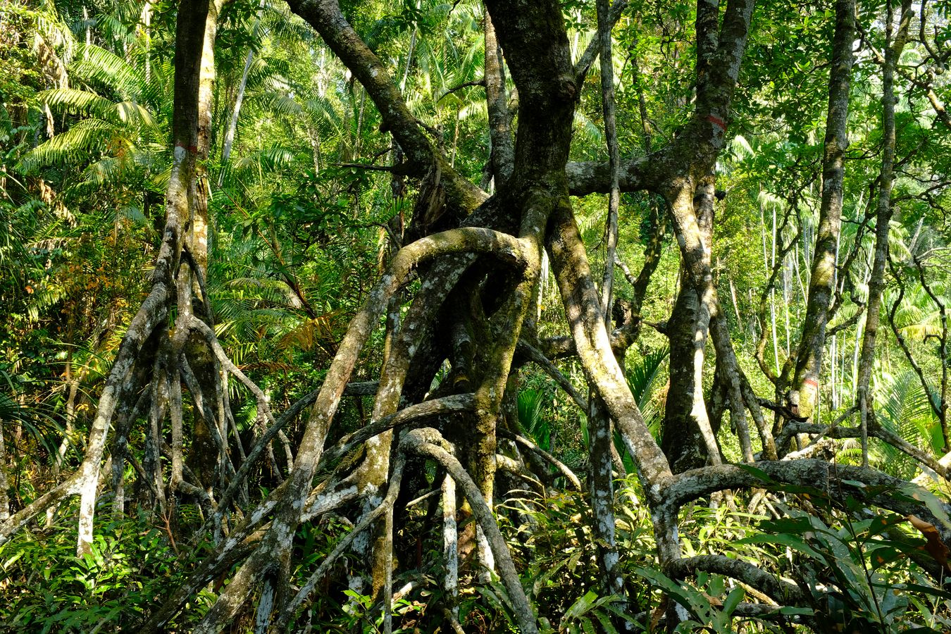 Peat Swamp Forest & Landscape