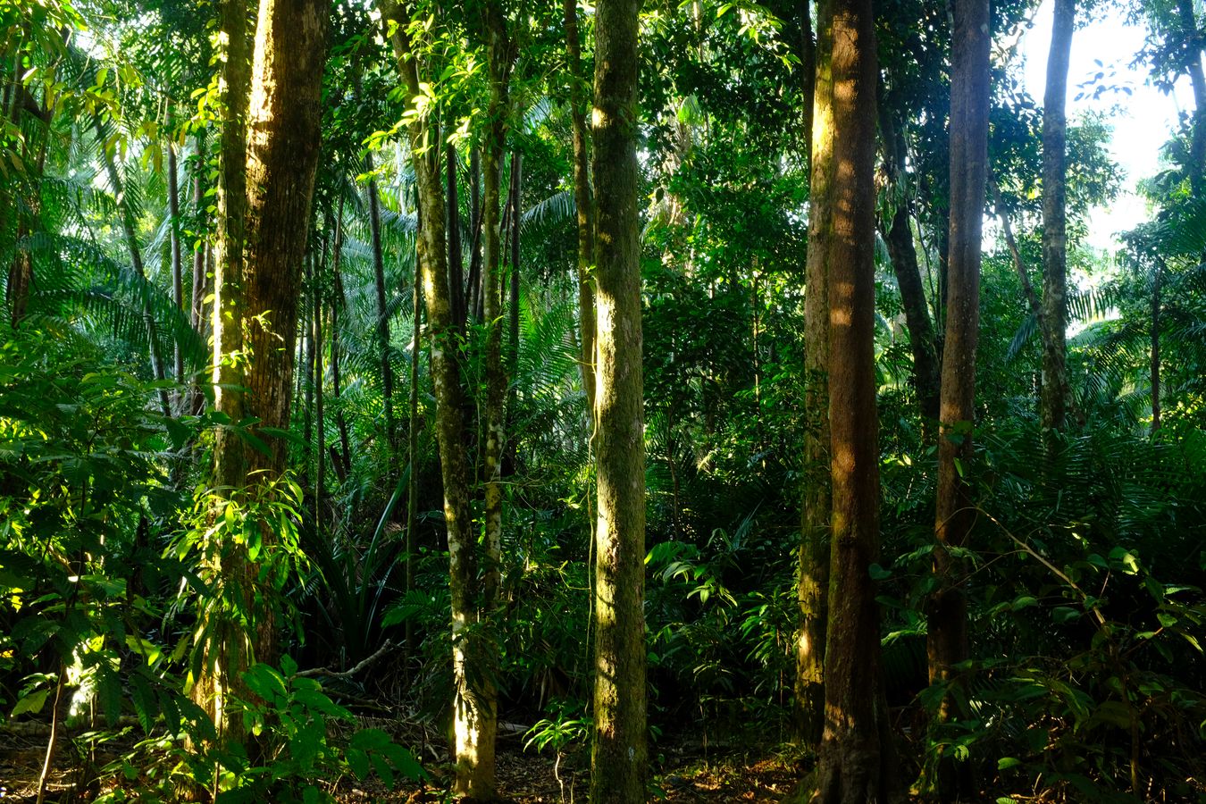 Peat Swamp Forest & Landscape