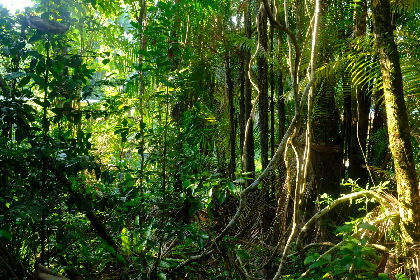 Peat Swamp Forest & Landscape