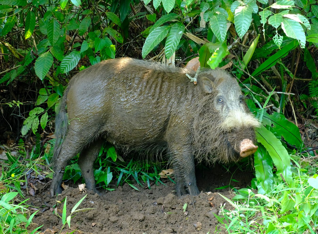 Bornean Bearded Pig { Sus Babartus }