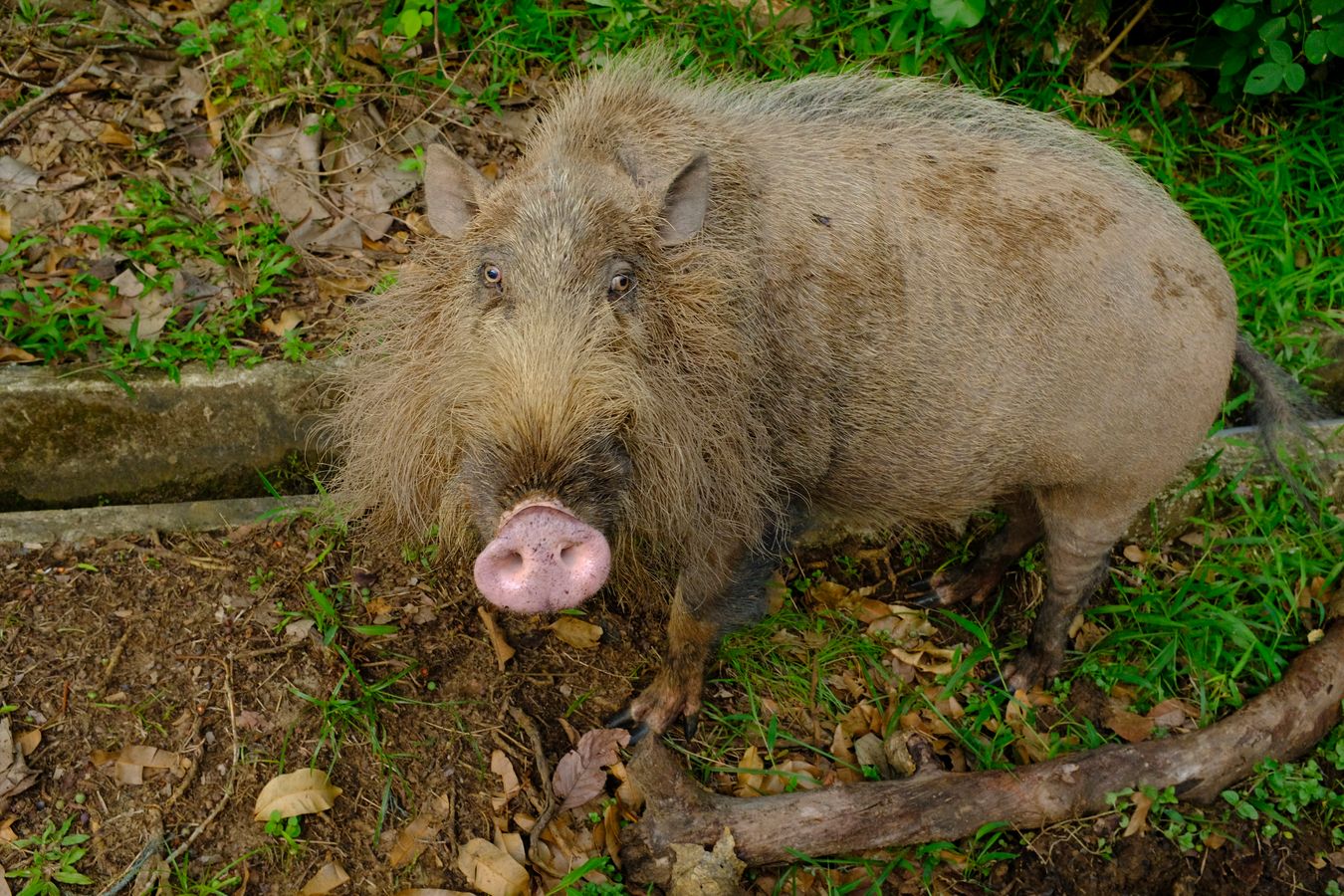 Bornean Bearded Pig { Sus Babartus }