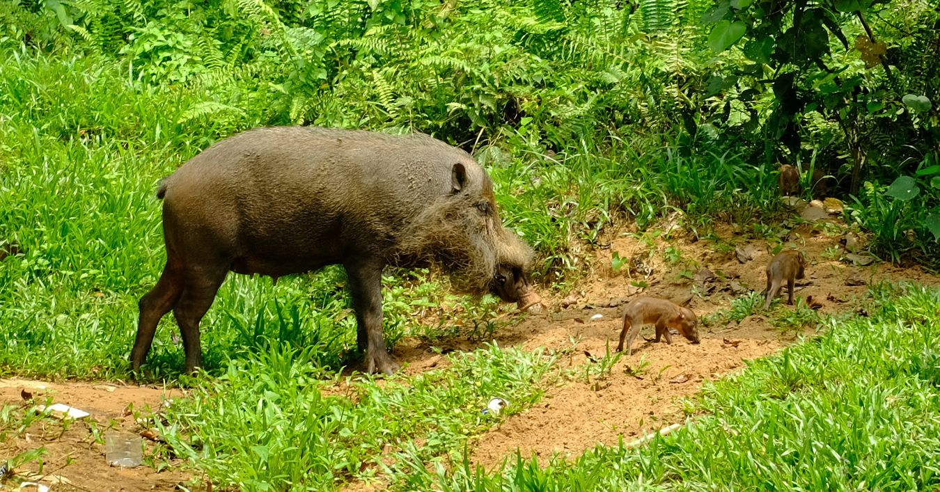 Mother Bornean Bearded Pig with Young { Sus Babartus }