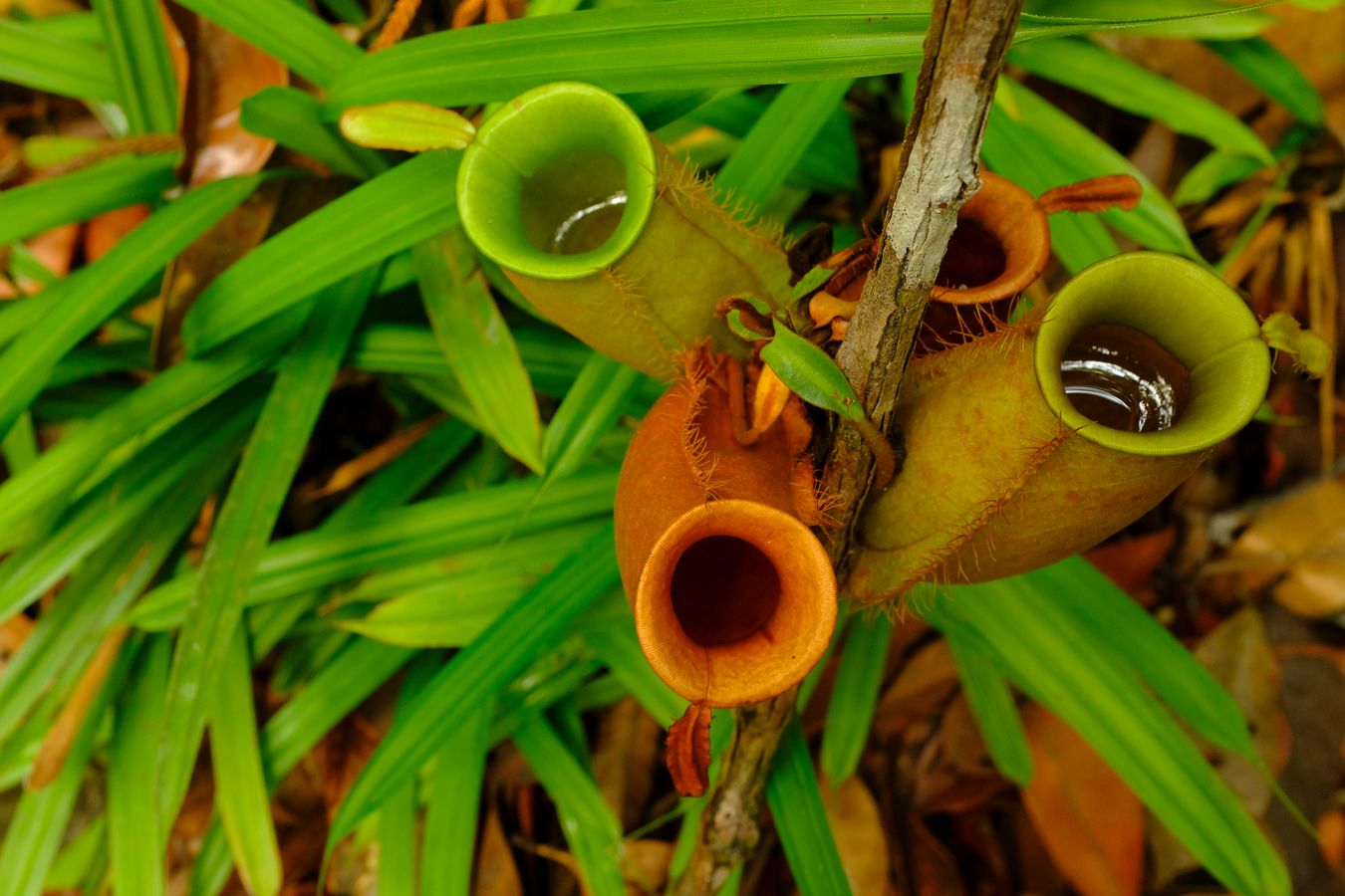 Flask-Shaped Pitcher Plant { Nepenthes Ampullaria }