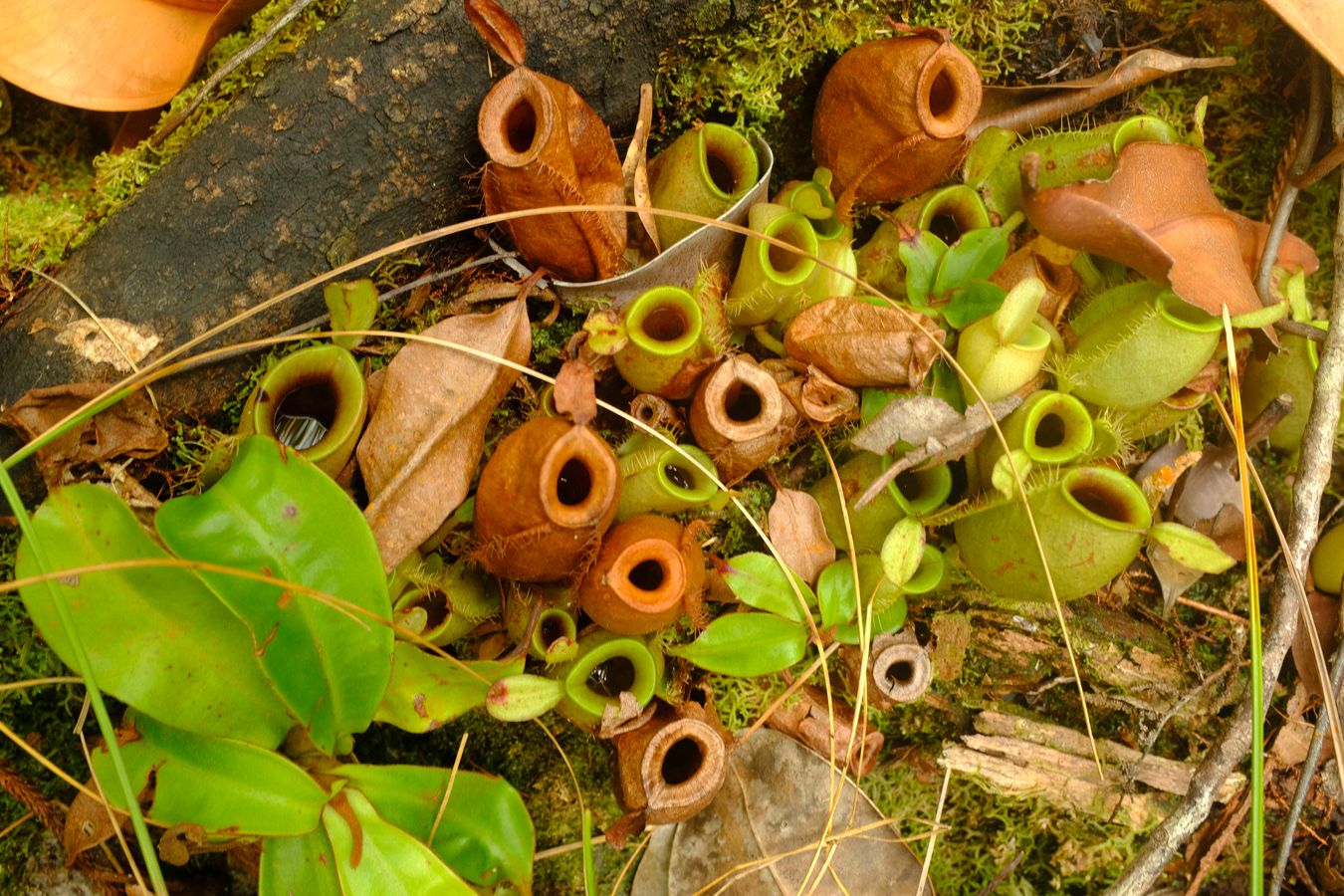 Flask=Shaped Pitcher Plant { Nepenthes Ampullaria }