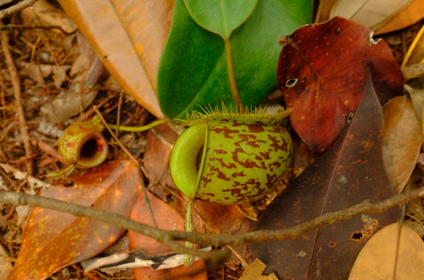 Flask-Shaped Pitcher Plant { Nepenthes Ampullaria }