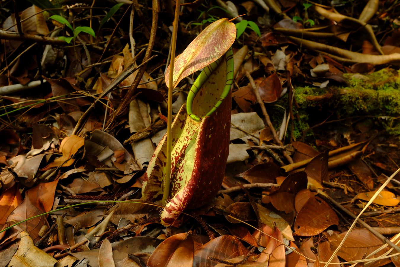 Pitcher Plant { Nepenthes Rafflesiana }