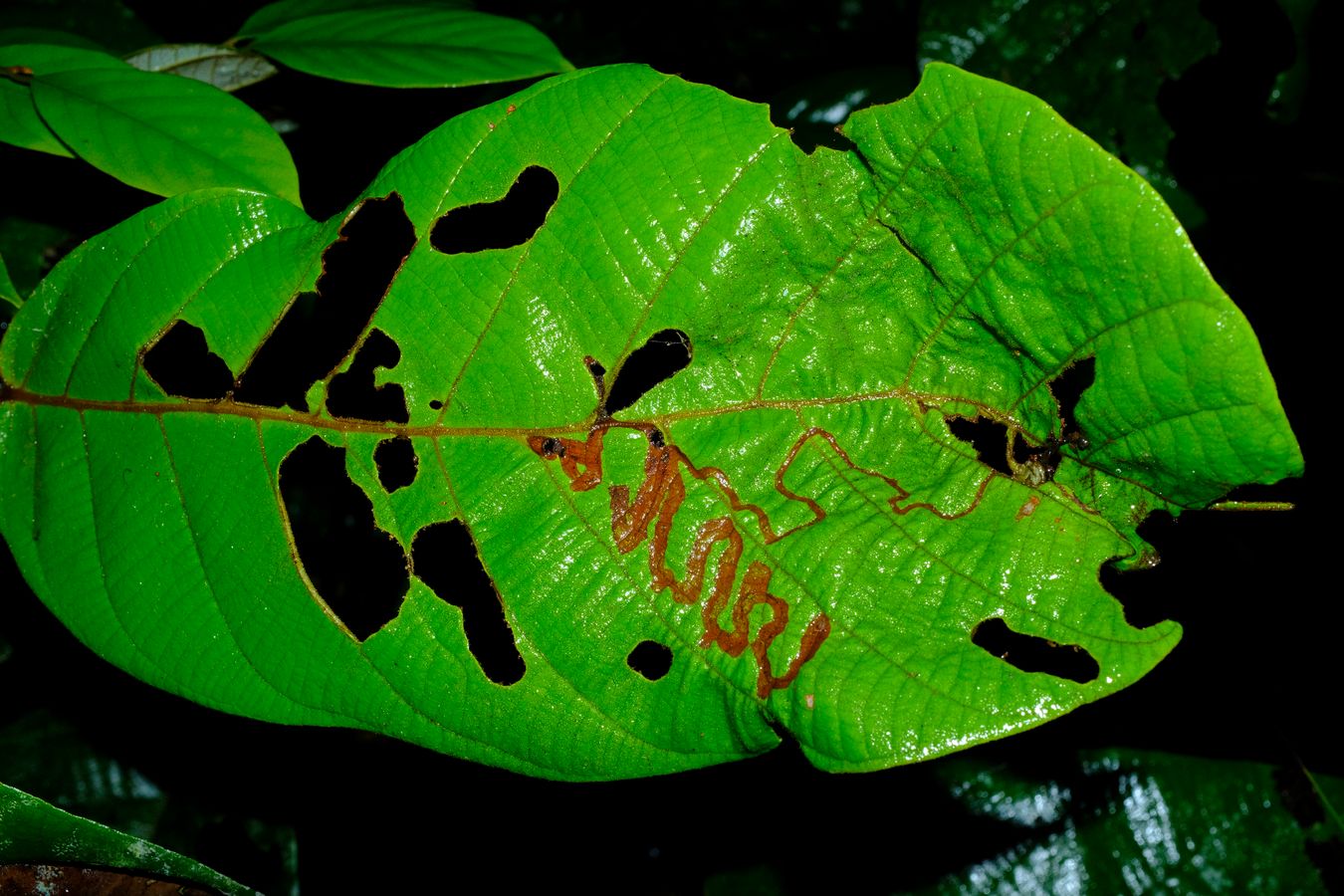 Chewel and Fungal Leaf