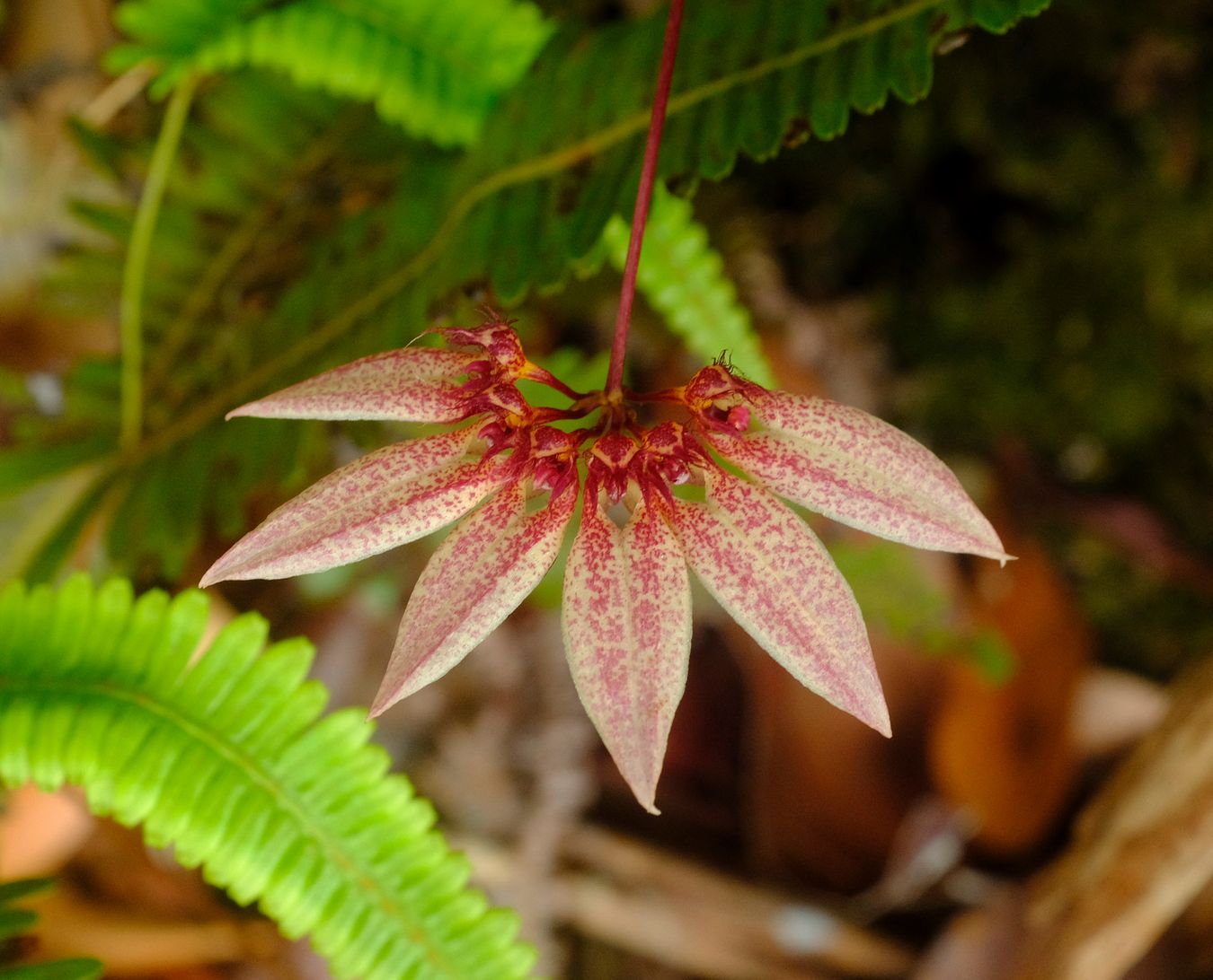 Pale Umbrella Orchid { Bulbophyllum Longiflorum }