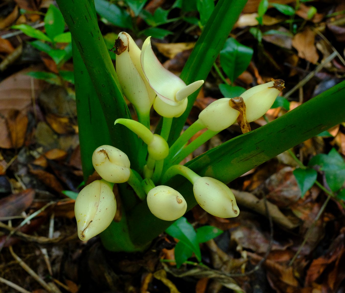 Araceae Plant Flowers { probably Xanthosoma Sagittifolium }