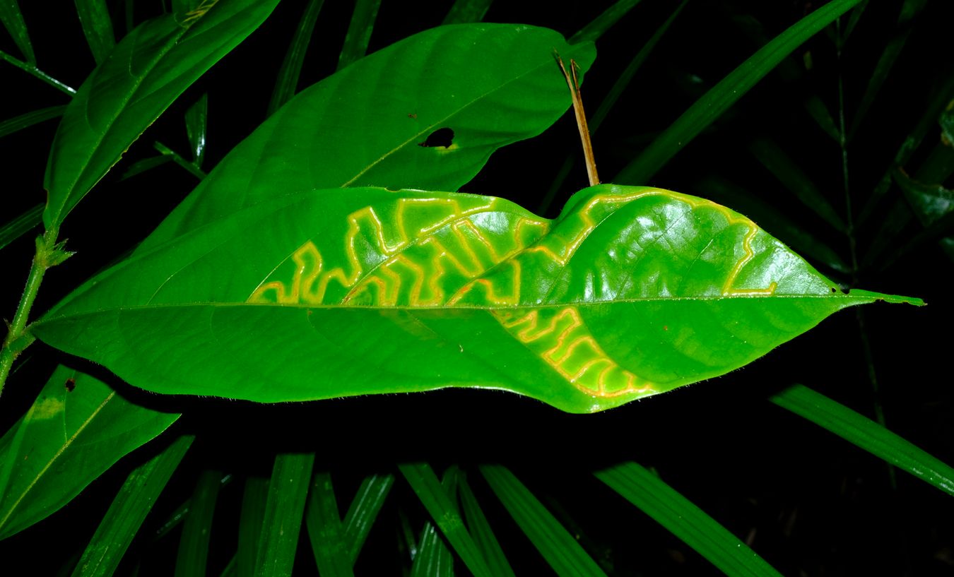 Leaf with Fungus