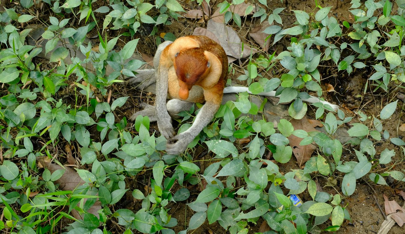 Proboscis Monkey { Nasalis Lavartus }