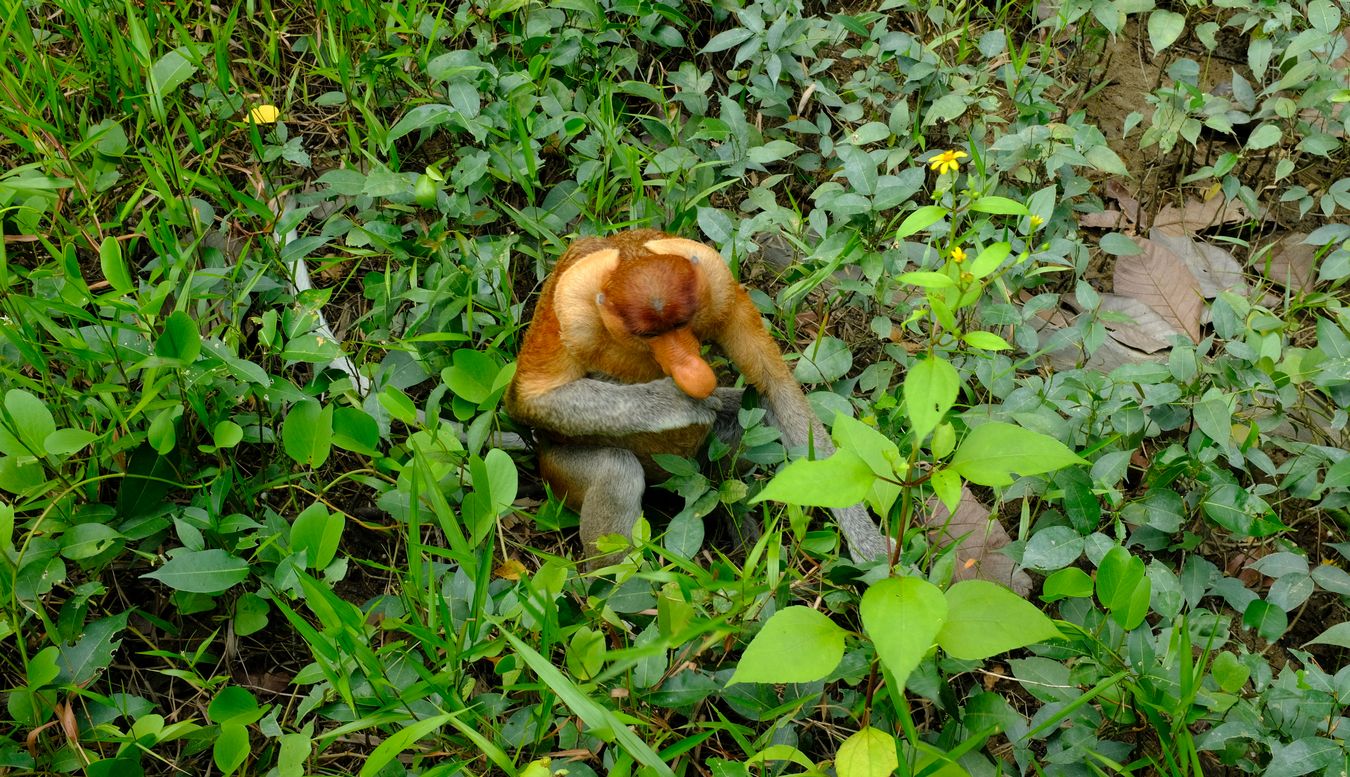 Proboscis Monkey { Nasalis Lavartus }