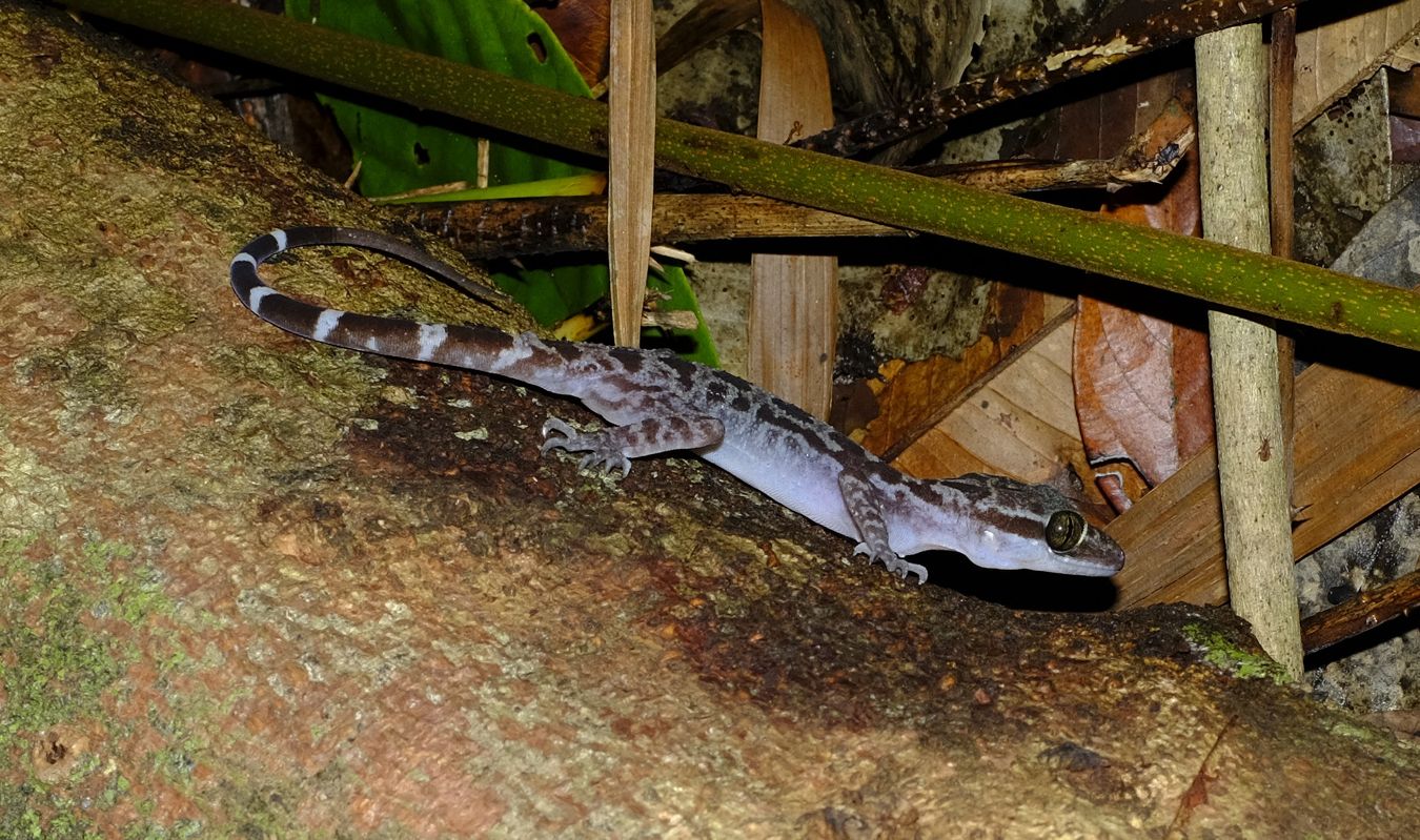 Grooved Bend-Toed Gecko { Cyrtodactylus Pubisulcus }