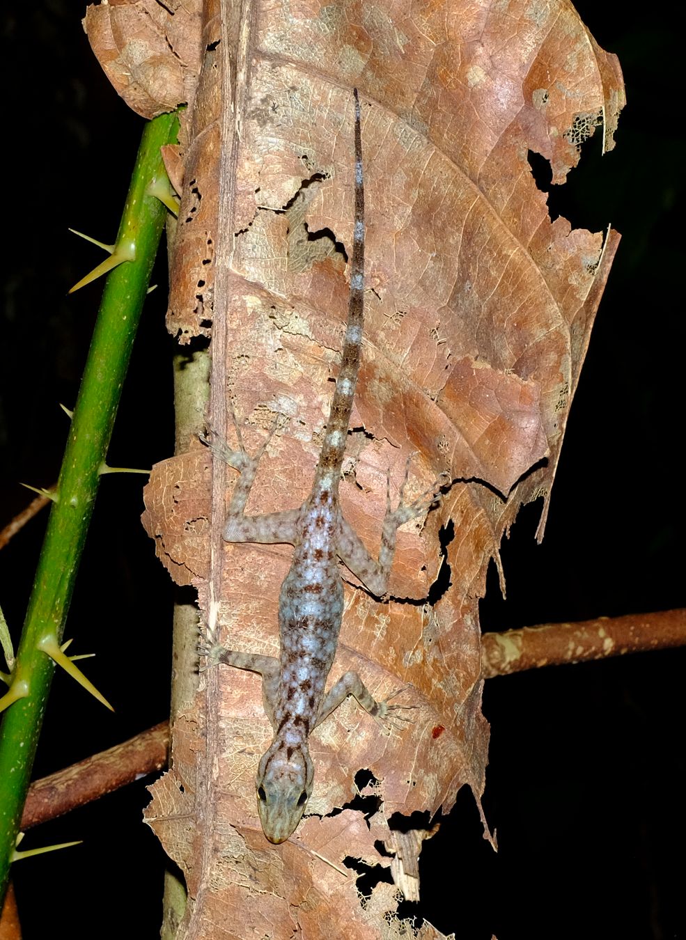 Unidentified Gecko, maybe Cnemaspis