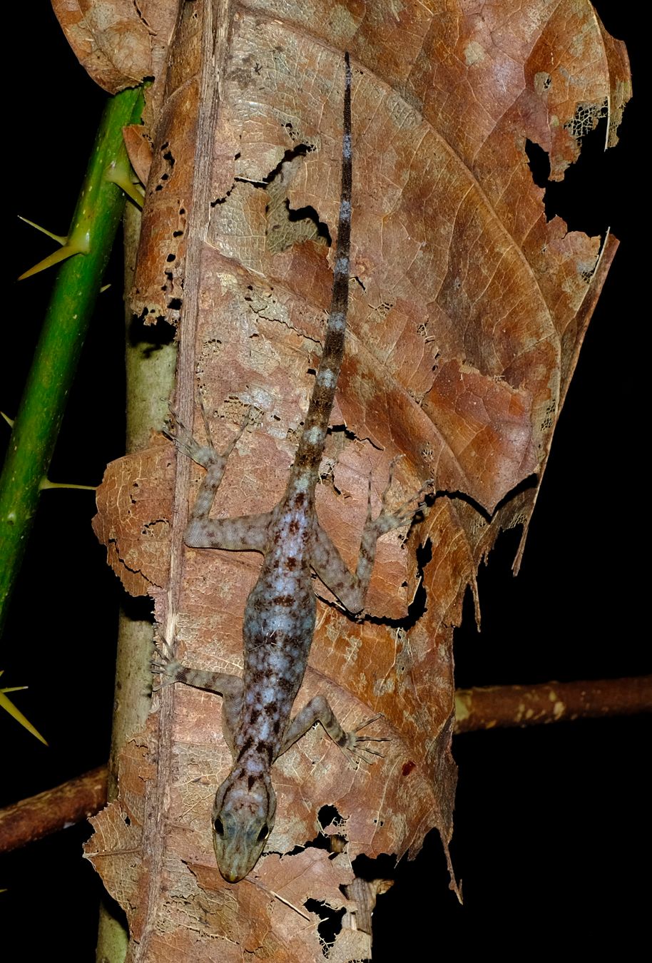 Unidentified Gecko, maybe Cnemaspis