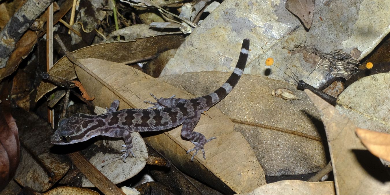 Yoshi's Bow-Fingered Gecko { Cyrtodactylus Yoshi }