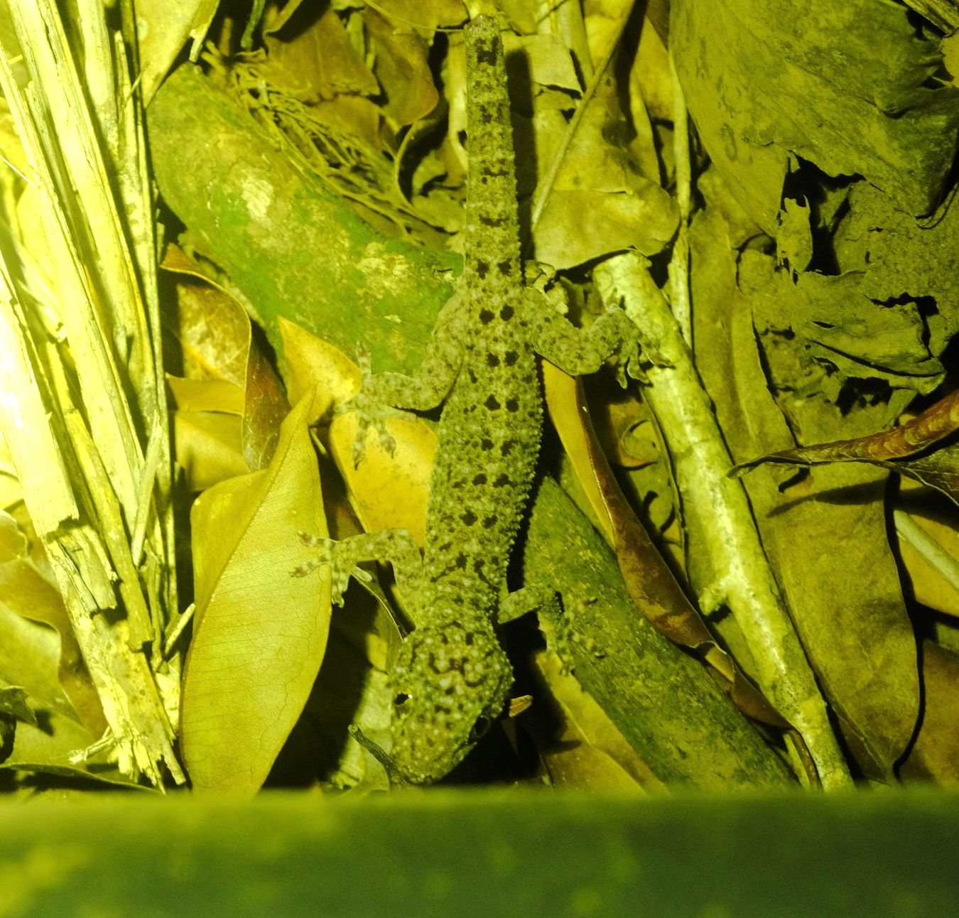 Double-Spotted Gecko { Gekko Monarchus }