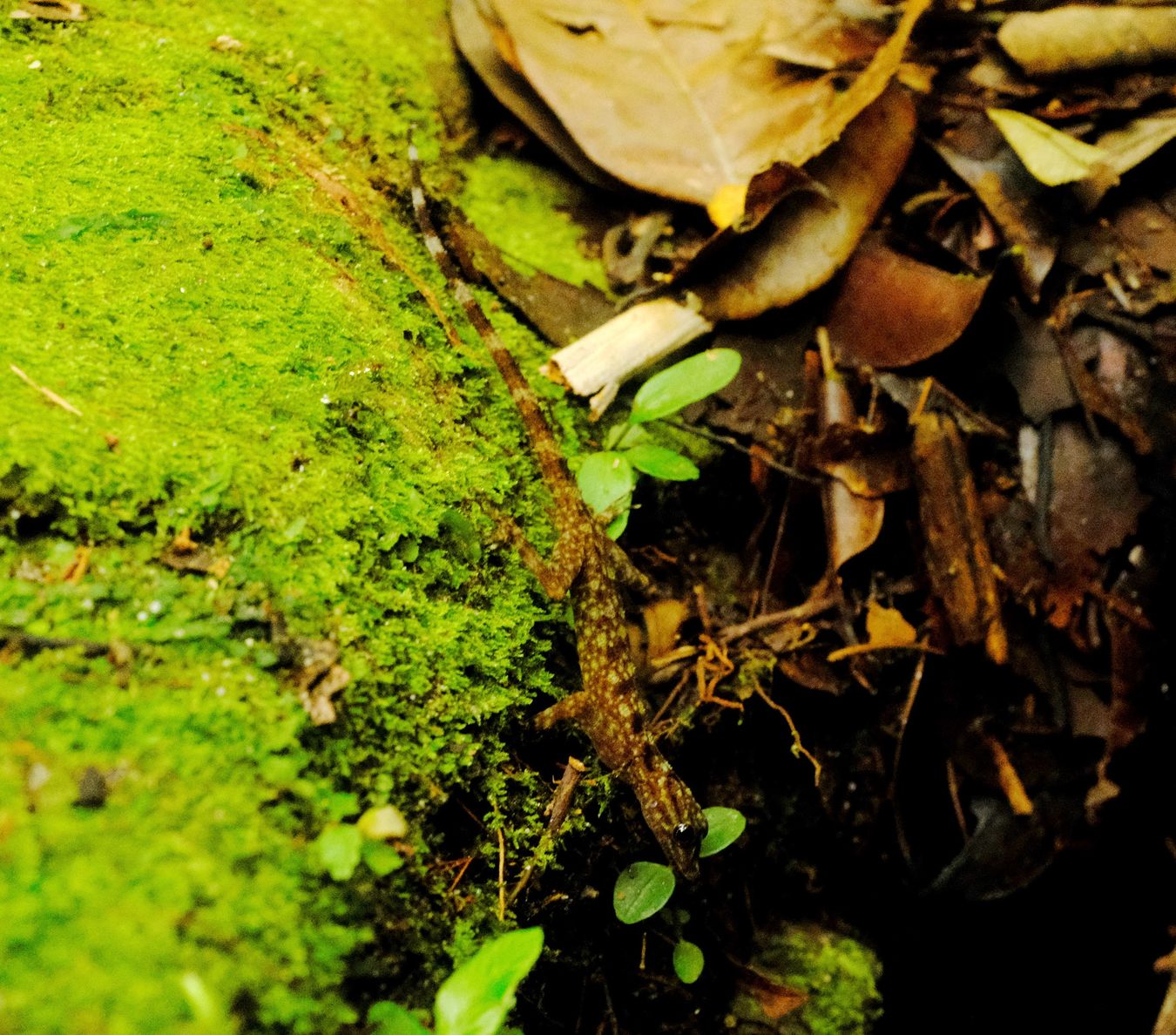 Bornean Round-Eyed Gecko { Cnemaspis Kendallii }