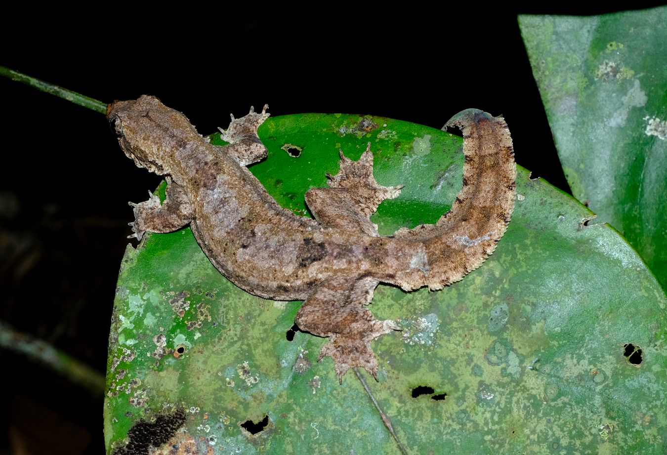 Frilled Gecko { Hemidactylus Craspedotus }