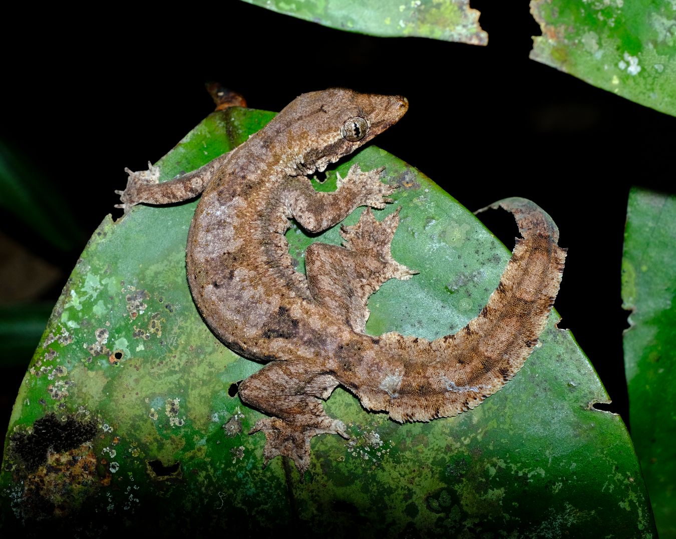 Frilled Gecko { Hemidactylus Craspedotus }