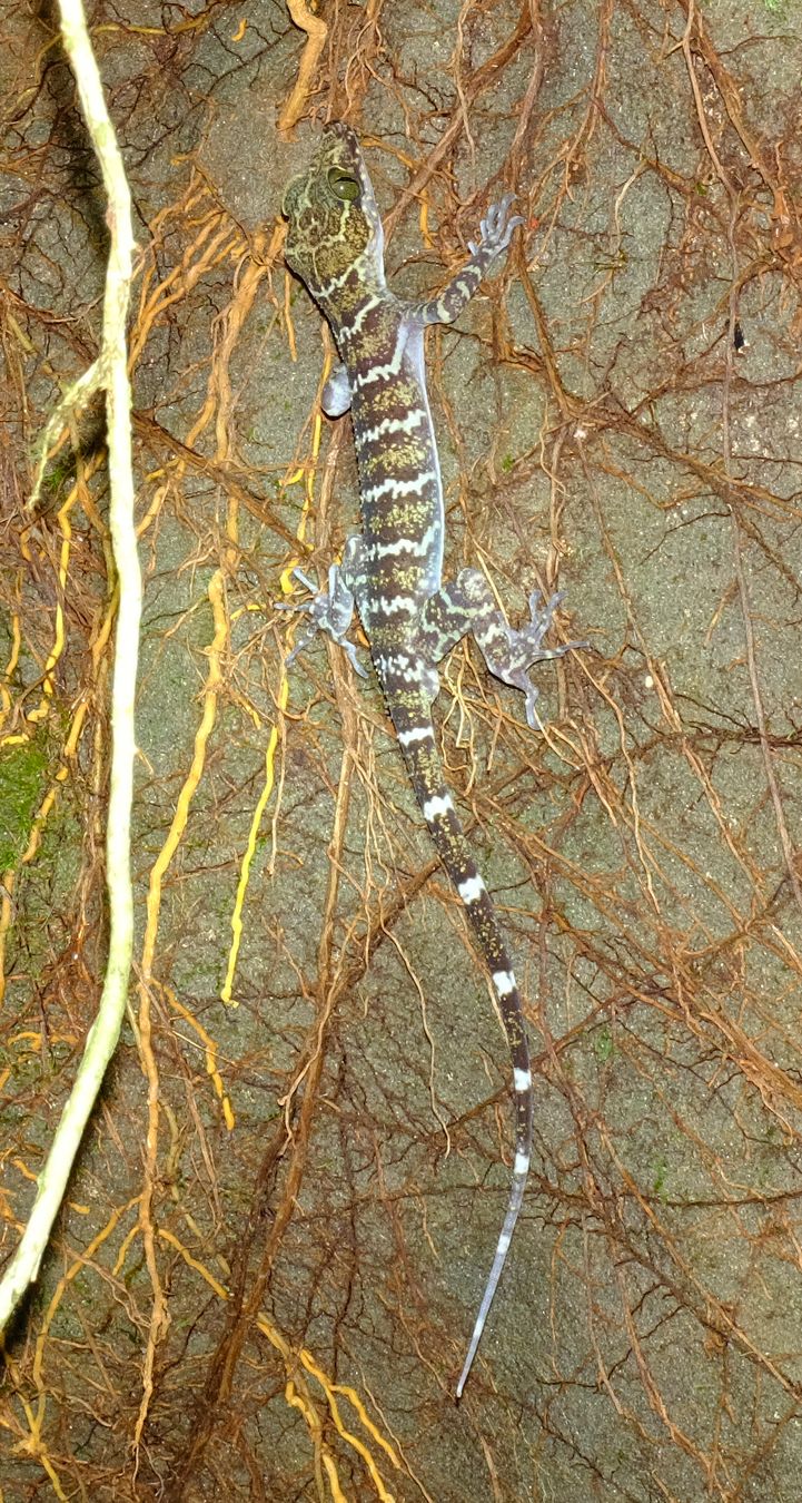 Borneo Bow-Fingeres Gecko { Cyrtodactylus Malayanus }