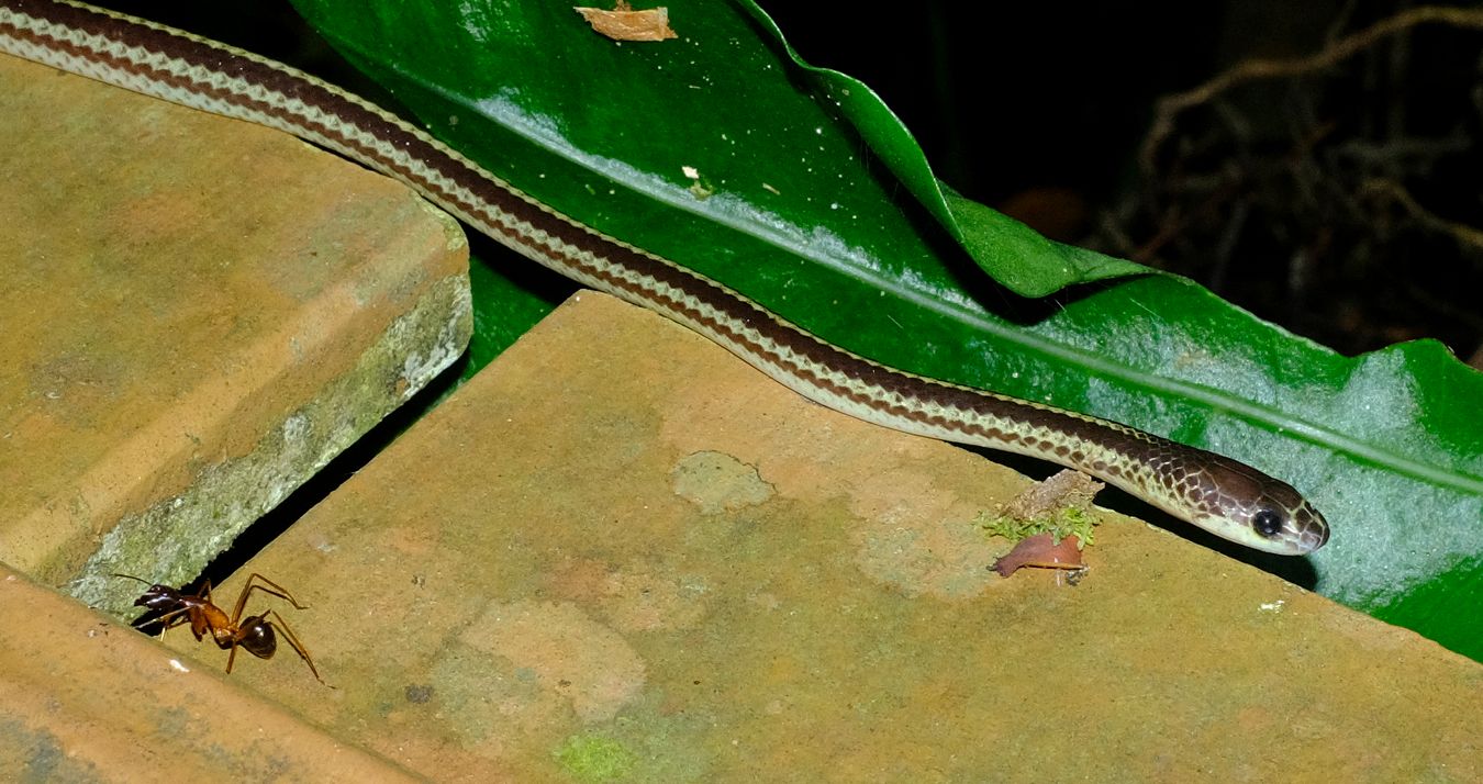 Unidentified Bronzeback Snake & Giant Forest Ant { Dinomyrmex Gigas }