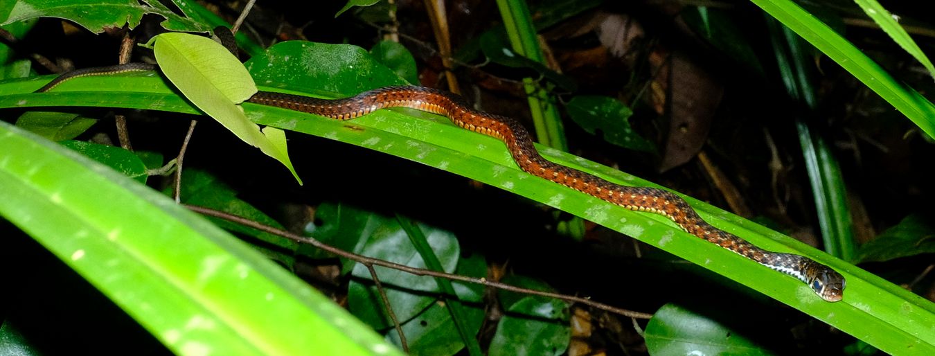 Spotted Keelback Snake { Xenochrophis Maculatus }