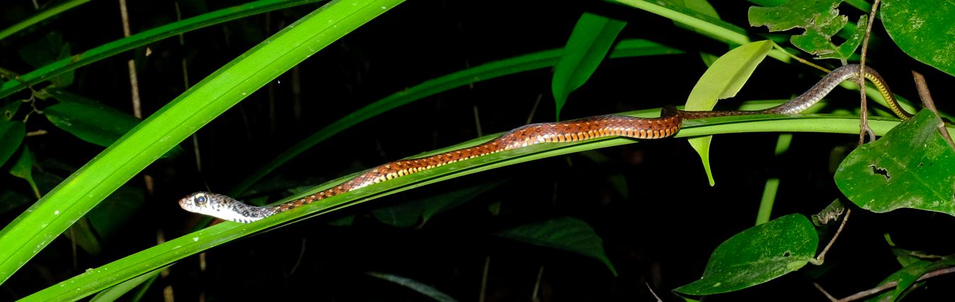 Spotted Keelback Snake { Xenochrophis Maculatus }