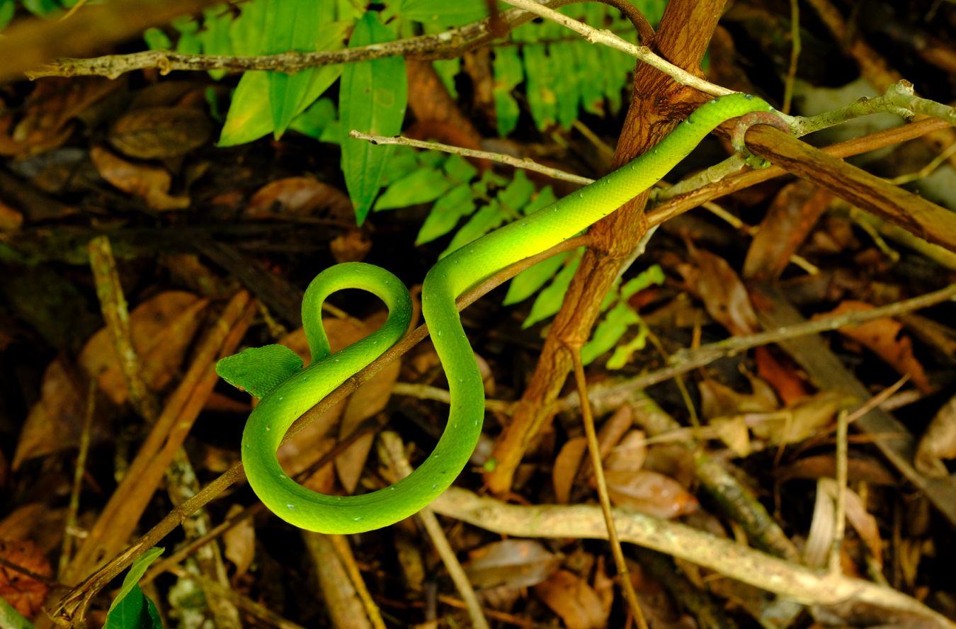 Juvenile Bornean Keeled Green Pit Viper Snake, maybe Female { Tropidolaemus Subannulatus }